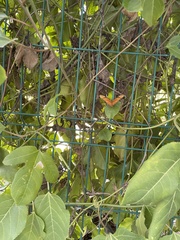 Dryas iulia moderata