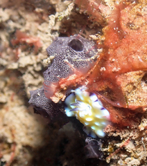 Chelonaplysilla violacea