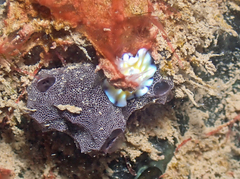 Goniobranchus vibratus