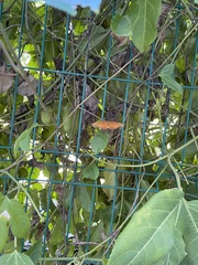 Dryas iulia moderata