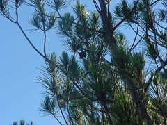 Pinus nelsonii