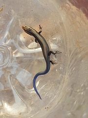 Plestiodon tetragrammus