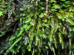 Fissidens polyphyllus