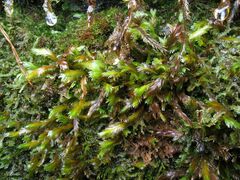 Fissidens polyphyllus