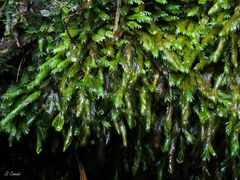 Fissidens polyphyllus