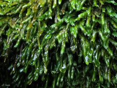 Fissidens polyphyllus