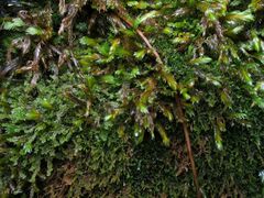 Fissidens polyphyllus