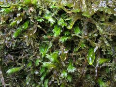 Fissidens polyphyllus