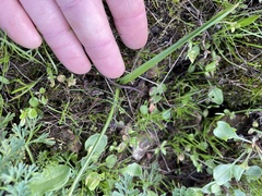 Dipterostemon capitatus