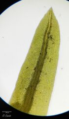 Fissidens polyphyllus