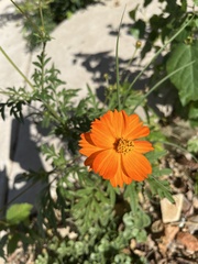 Cosmos sulphureus