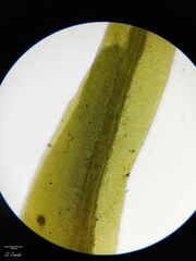 Fissidens polyphyllus