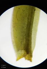 Fissidens polyphyllus