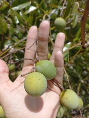 Andira nitida