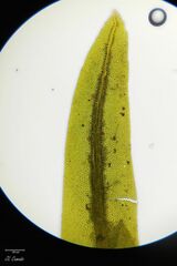 Fissidens polyphyllus