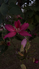 Bauhinia × blakeana