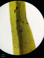 Fissidens polyphyllus