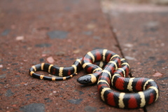 Lampropeltis annulata