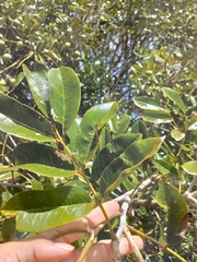 Andira nitida