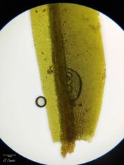 Fissidens polyphyllus