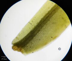 Fissidens polyphyllus