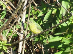 Passerina ciris ciris