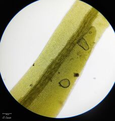 Fissidens polyphyllus