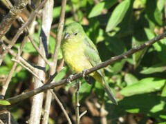 Passerina ciris ciris