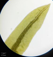 Fissidens polyphyllus