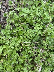 Chaerophyllum tainturieri