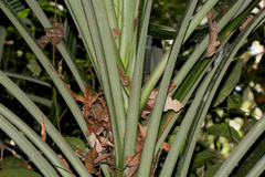 Freycinetia