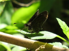 Staphylus hayhurstii