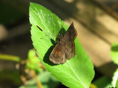 Staphylus hayhurstii