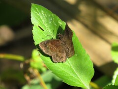 Staphylus hayhurstii