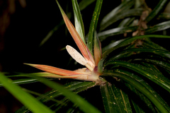 Freycinetia
