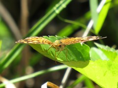 Anthanassa frisia
