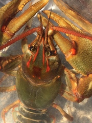 Barbicambarus simmonsi