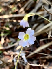 Pinguicula pumila