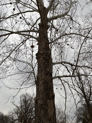 Platanus occidentalis
