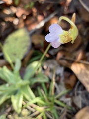 Pinguicula pumila
