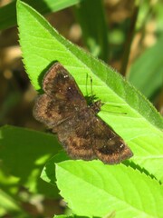 Staphylus hayhurstii