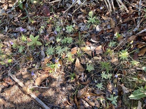 Pinguicula pumila