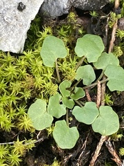 Leavenworthia