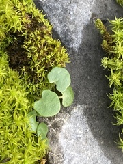 Leavenworthia