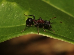 Stictoponera bicolor