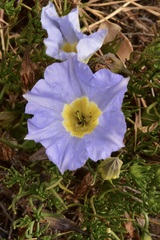 Nolana filifolia