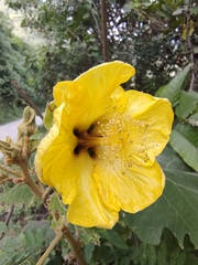 Hibiscus clypeatus