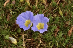 Nolana filifolia