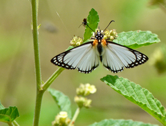 Leucochitonea levubu