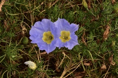 Nolana filifolia